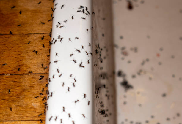 Best Termite Control Services  in Monrovia, CA