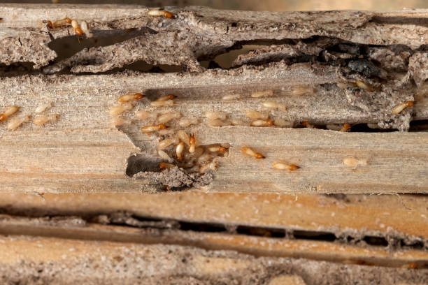 Best Ant Control Services  in Monrovia, CA